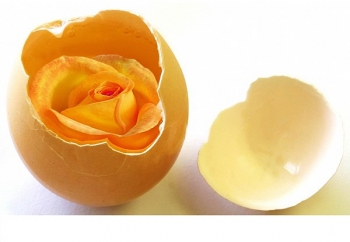 Rose Egg.jpg