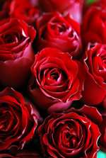 �G���K���g���[�Y�u�[�P