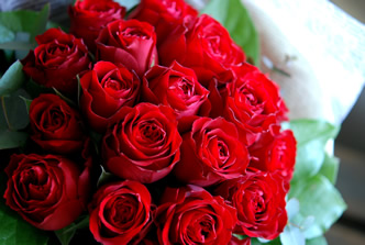 �G���K���g���[�Y�u�[�P